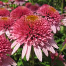 Echinacea purpurea 'Butterfly Kisses' - Sonnenhut