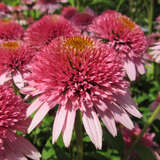 Echinacea purpurea 'Butterfly Kisses' - Sonnenhut