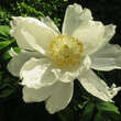 Paeonia lactifl. 'White Wings': Bild 2/2