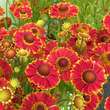 Helenium 'Bandera': Bild 1/3