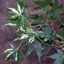 Acer palmatum 'Oridono-nishiki' - Buntblättriger Japanischer Ahorn