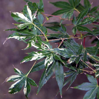 Buntblättriger Japanischer Ahorn - Acer palmatum 'Oridono-nishiki'