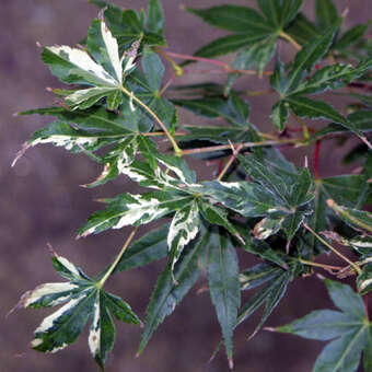 Acer palmatum 'Oridono-nishiki'