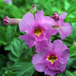 Incarvillea delavayi: Bild 1/3