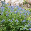 Corydalis flexuosa: Bild 2/3