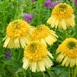 Echinacea purpurea 'Meteor Yellow': Bild 1/3