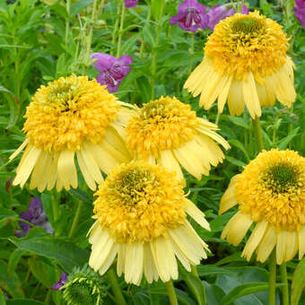 Echinacea purpurea 'Meteor Yellow'