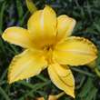 Hemerocallis 'Cartwheels': Bild 2/6