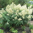 Persicaria polymorpha: Bild 4/11