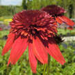 Echinacea purpurea 'Eccentric': Bild 2/3