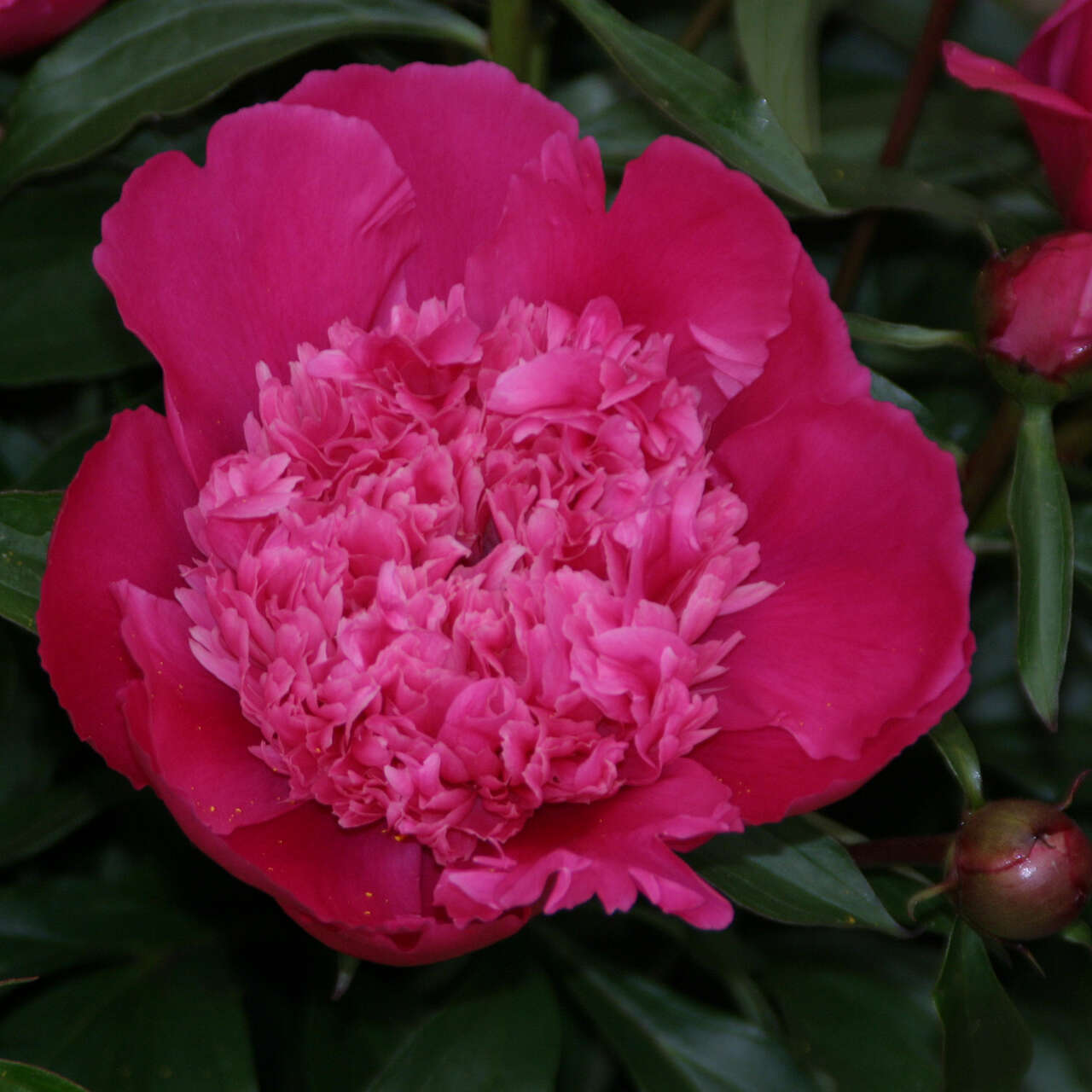 Pfingstrose - Paeonia lactiflora 'General McMahon' - rosa