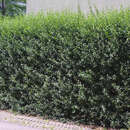 Ligustrum vulgare - Heimischer Liguster