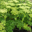 Angelica pachycarpa: Bild 1/4