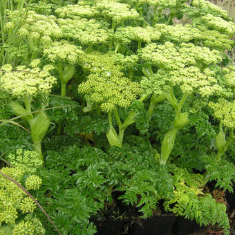 Angelica pachycarpa