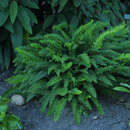 Polystichum braunii - Berg-Schildfarn