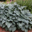 Hosta 'Hadspen Blue': Bild 3/4