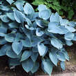 Hosta 'Hadspen Blue': Bild 1/4