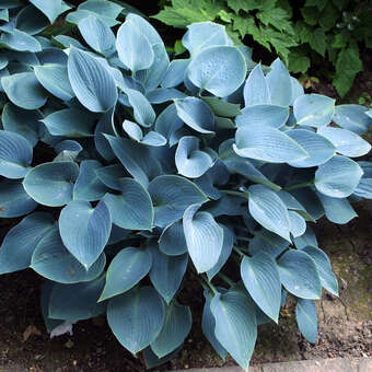 Hosta 'Hadspen Blue'