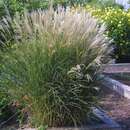 Miscanthus sinensis 'Kleine Silberspinne' - Chinaschilf