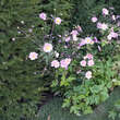 Anemone japonica 'Margarete': Bild 3/3