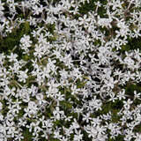 Phlox douglasii 'Weißer Admiral' - Polsterphlox