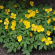 Hylomecon japonica: Bild 2/2