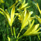 Hemerocallis citrina - Taglilie