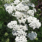 Achillea millefolium  'New Vintage White' - Schafgarbe