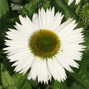 Echinacea purpurea 'Virgin' - Sonnenhut