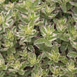 Lysimachia punctata 'Alexander': Bild 4/7