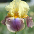 Iris germanica 'Distant Chimes ' - Hohe Schwertlilie, Iris