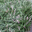 Liriope muscari: Bild 2/2