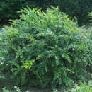 Berberis frikartii 'Amstelveen' - Immergrüne Kugel-Berberitze