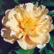 Paeonia Intersec. 'Lemon Dream': Bild 4/4