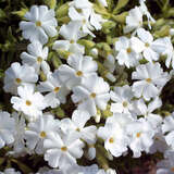 Phlox subulata 'Maischnee' - Polsterphlox