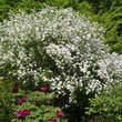 Exochorda racemosa: Bild 2/5