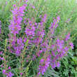 Lythrym salicaria 'Swirl': Bild 1/1