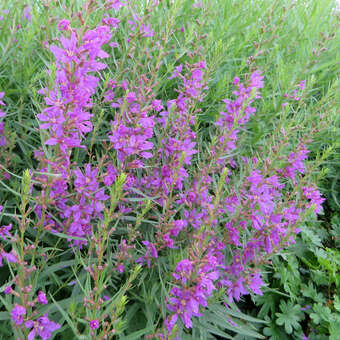 Lythrym salicaria 'Swirl'