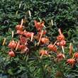 Lilium tigrinum (lancifolium splendens): Bild 2/3