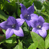 Platycodon grandiflorus - Ballonblume