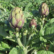 Cynara 'Große Grüne von Neapel': Bild 3/8