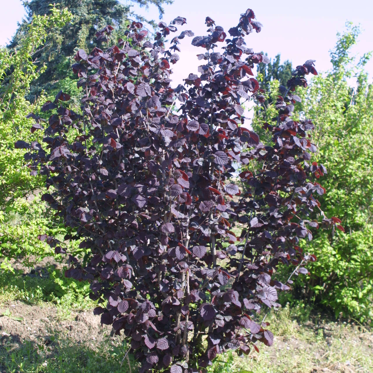 Haselnuss Rinde Rotblättrige Haselnuss - Corylus avellana 'Rote Zellernuss' - gelb