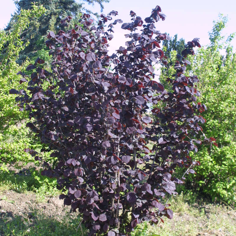 Rotblättrige Haselnuss Corylus avellana 'Rote Zellernuss' gelb