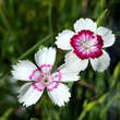 Dianthus deltoides 'Arctic Fire': Bild 3/3