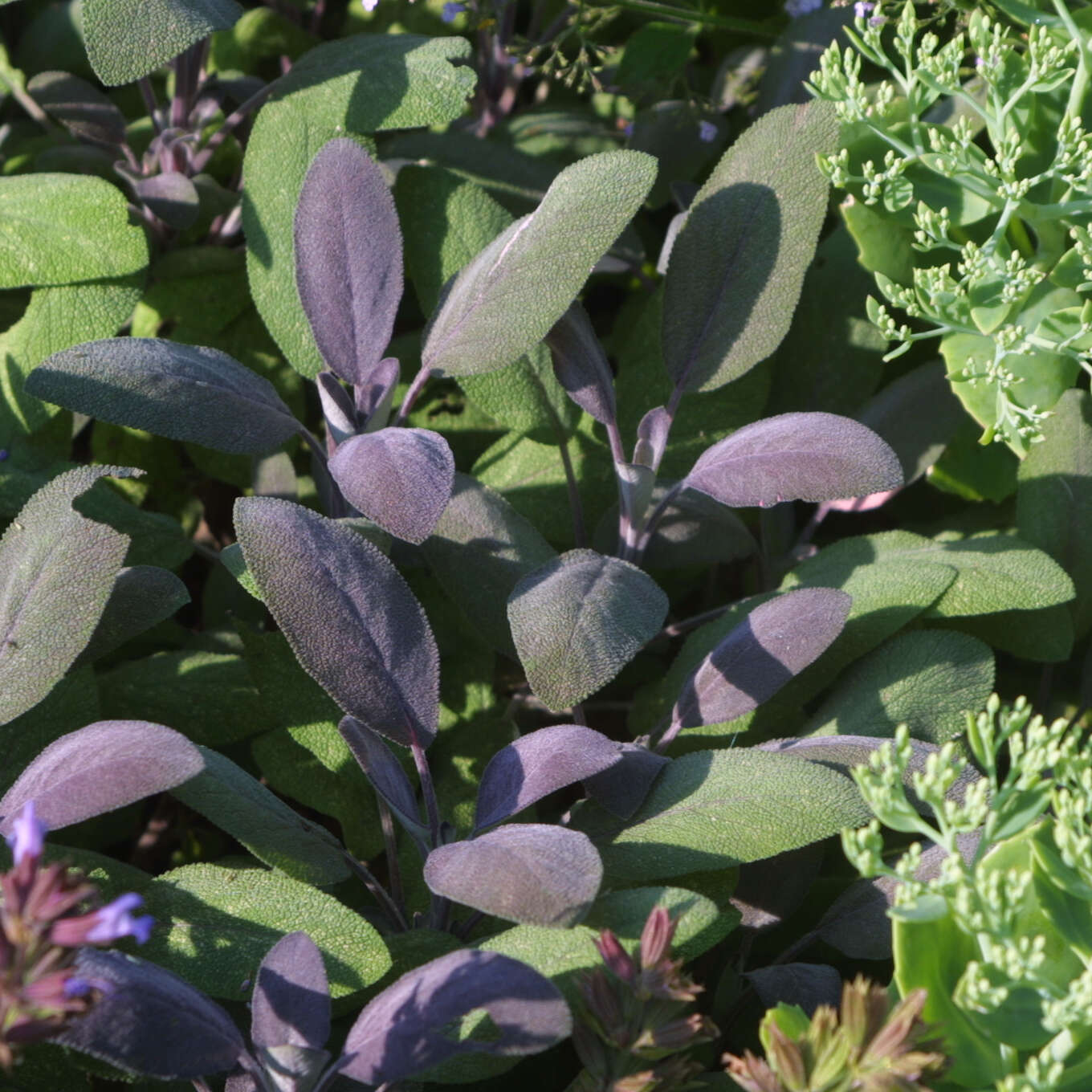 Gartensalbei Salvia officinalis 'Purpurascens' blau