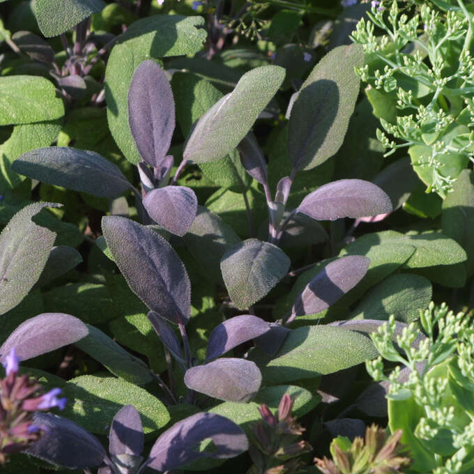 Gartensalbei Salvia officinalis 'Purpurascens' blau