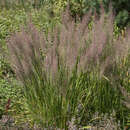 Calamagrostis brachytricha - Diamantgras