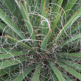 Yucca baccata - Palmlilie