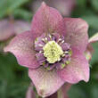 Helleborus or. 'Spring Velvet': Bild 2/4