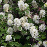 Fothergilla major - Federbuschstrauch